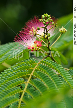 A unique silk tree flower with white and pink stamens protruding like needles in bloom (macro close-up image) A unique silk tree flower with white and pink stamens protruding like needles in bloom (macro close-up image) 103600530
