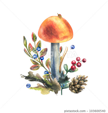 Mushrooms forest boletus with grass, blueberries, moss and cone. watercolor illustration, hand drawn. Isolated composition on a white background Mushrooms forest boletus with grass, blueberries, moss and cone. watercolor illustration, hand drawn. Isolated composition on a white background 103600540