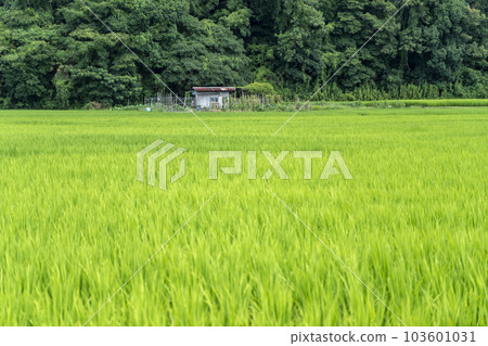 green rice field in summer green rice field in summer 103601031