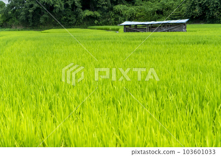 夏天的綠色稻田 夏天的綠色稻田 103601033