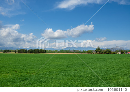 在十勝湛藍的天空下，雄偉的十勝綠色牧場 103601140
