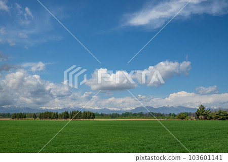 在十勝湛藍的天空下，雄偉的十勝綠色牧場 103601141
