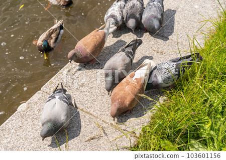 Brown and gray pigeons peck millet on the concrete embankment 103601156
