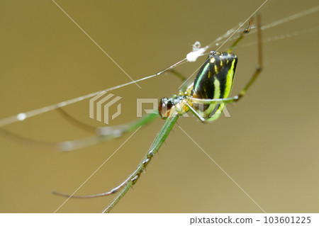 ARGIOPE Ø 12,1 MM  Longe + émerillon + Snaphook - FTC