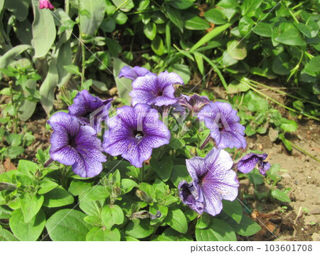 Purple petunia flowers in the Kojima flower garden 103601708