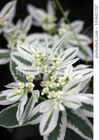 白綠相間的葉子獨特而美麗(使用微距鏡頭,室外自然光,特寫照片) 白綠相間的葉子獨特而美麗(使用微距鏡頭,室外自然光,特寫照片) 103601797