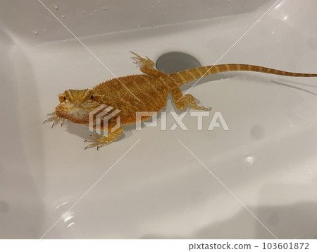 大鬍子蜥蜴的溫水浴 大鬍子蜥蜴的溫水浴 103601872