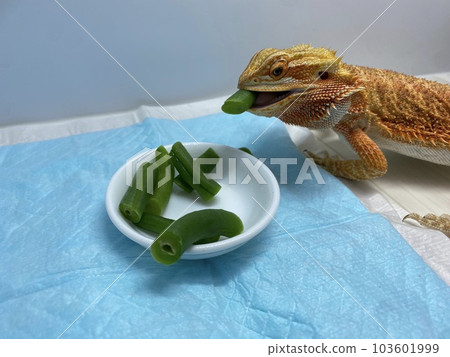 Bearded lizard eating green beans 103601999