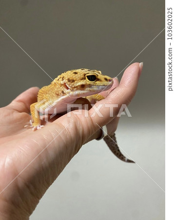 hand riding leopard gecko hand riding leopard gecko 103602025