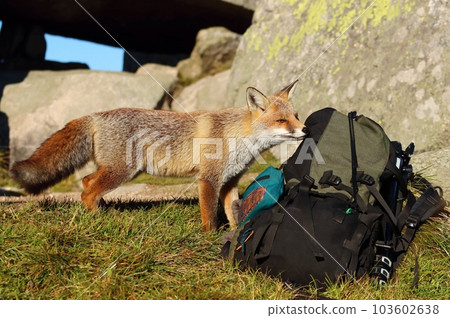 Adorable wild fox backpack sniffing Adorable wild fox backpack sniffing 103602638