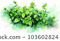 香草薄荷水彩素描風格插圖 [白色背景] 103602824