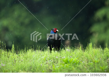 A colorful bird, a male pheasant A colorful bird, a male pheasant 103602936