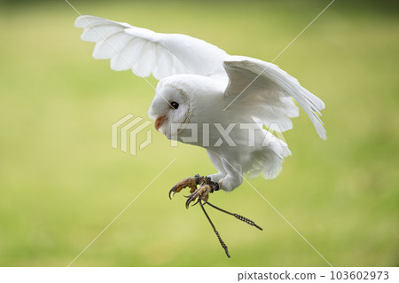 barn owl flight barn owl flight 103602973