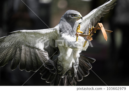 Flying Eagle Buzzard Flying Eagle Buzzard 103602979