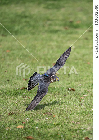 Falcon falcon Falcon falcon 103602980