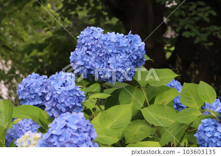 Blue hydrangea flowers blooming in early summer park 103603135