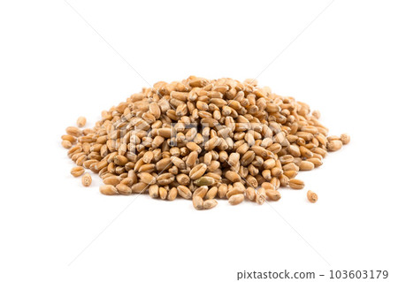 Wheat grain on white 103603179