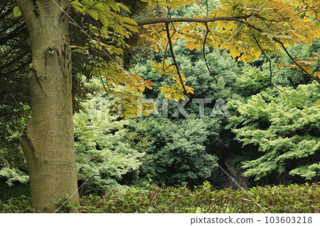 I walked in Mitsuike Park I walked in Mitsuike Park 103603218