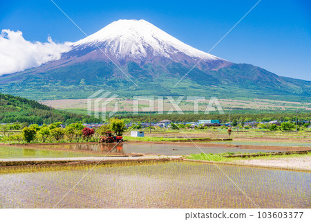 Paddy fields and Mt. Fuji where rice planting has started [Oshino Village, Yamanashi Prefecture] 103603377