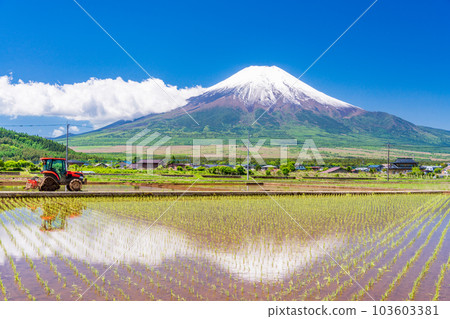 Paddy fields and Mt. Fuji where rice planting has started [Oshino Village, Yamanashi Prefecture] 103603381