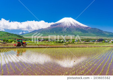 Paddy fields and Mt. Fuji where rice planting has started [Oshino Village, Yamanashi Prefecture] 103603382