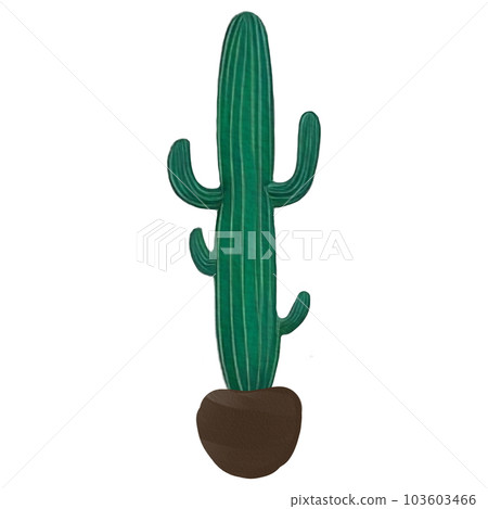 cactus cactus 103603466
