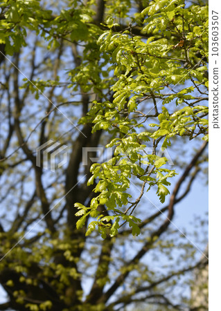 English oak 103603507