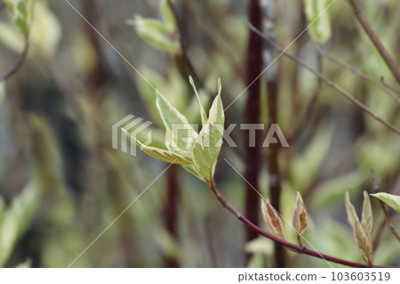 White dogwood Elegantissima White dogwood Elegantissima 103603519