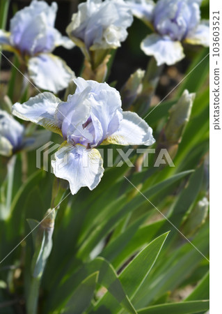 Intermediate bearded iris Palm Springs Intermediate bearded iris Palm Springs 103603521