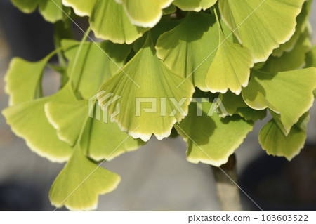 Ginkgo leaves Ginkgo leaves 103603522