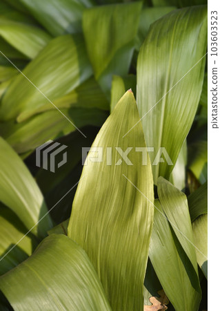 Cast-iron plant Cast-iron plant 103603523