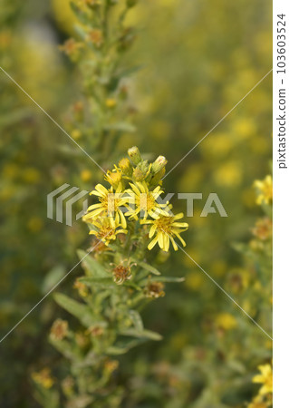 Sticky aster Sticky aster 103603524