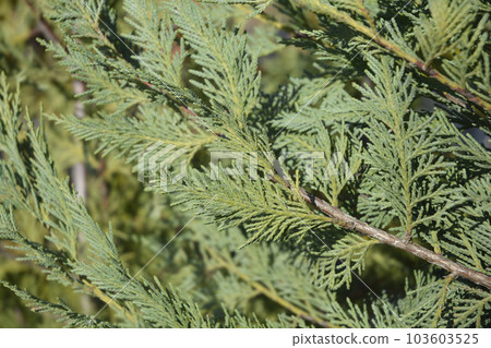 Leyland cypress Leyland cypress 103603525