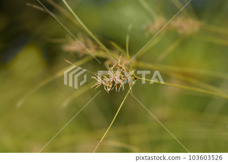 Papyrus sedge Papyrus sedge 103603526