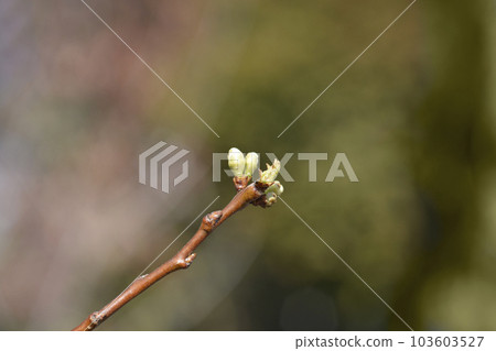 Greengage Regina Claudia Greengage Regina Claudia 103603527