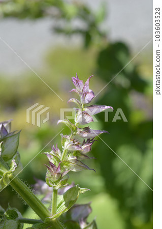 Clary sage Clary sage 103603528