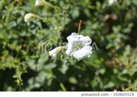 Large white petunia Large white petunia 103603529