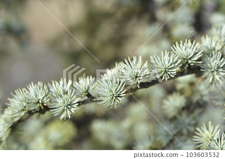Blue atlas cedar Blue atlas cedar 103603532