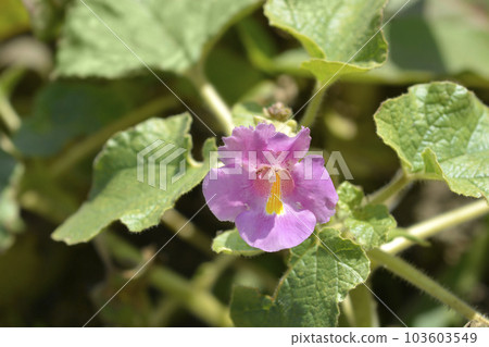 Sweet Unicorn Plant Sweet Unicorn Plant 103603549