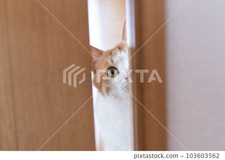 一隻貓從門縫裡偷看 棕色 老虎 白色 103603562