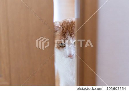 一隻貓從門縫裡偷看 棕色 老虎 白色 103603564