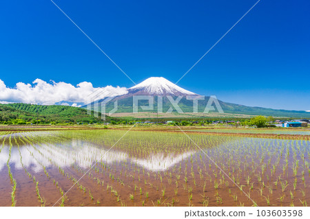 水稻種植後的稻田和富士山[山梨縣忍野村] 103603598