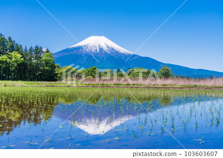 Rice paddies and Mt. Fuji after rice planting [Oshino Village, Yamanashi Prefecture] 103603607