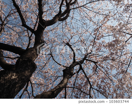 Fern tears Fern tears 103603744