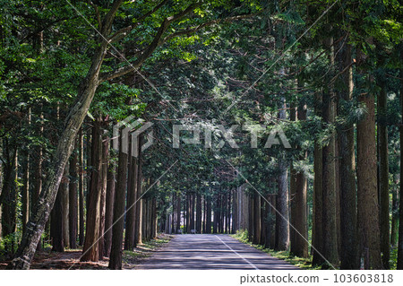 沿著雪松林立的道路漫步，陽光透過樹木，感受高原清新的微風。 103603818