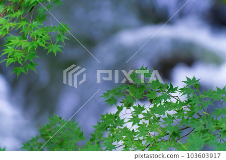 Mountain stream and sun leaves 103603917