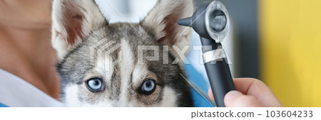 Veterinarian performs ear examination in husky dog clinic 103604233