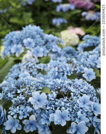 [Hydrangea] Beautiful hydrangea flowers like the blue sky 103604425
