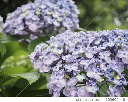 【繡球花】淺紫色俏麗的繡球花 【繡球花】淺紫色俏麗的繡球花 103604440