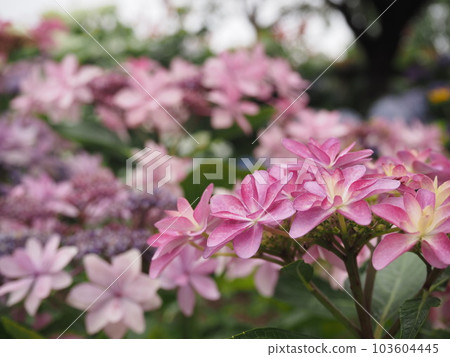 [Hydrangea] Pretty pink hydrangea flower 103604445